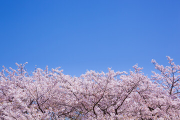 満開の桜と青空。