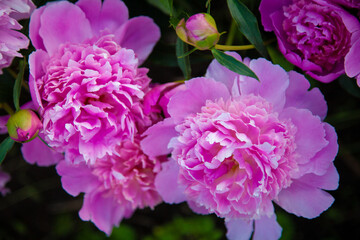 macro photo of flowers of a blossoming pink peony
