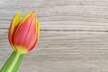 Red yellow tulip flower against wooden background