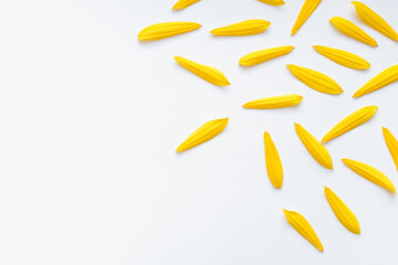 sunflower petals on a white background, yellow petals, color background, sunflower