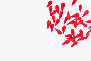 red petals on a white background, red petals