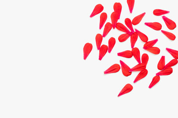 red petals on a white background, red petals