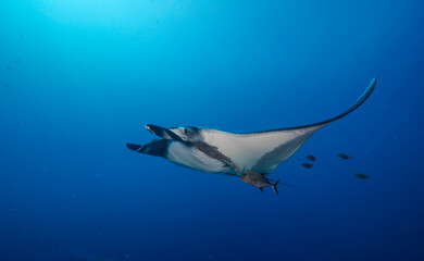 Oceanic manta ray, Revillagigedo Islands, Pacific Ocean, Mexico.