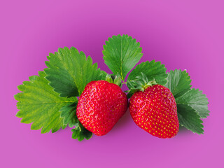 Two ripe juicy red strawberries isolated on a lilac background with green leaves.