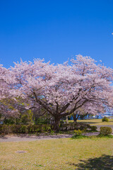 満開の桜と青空。