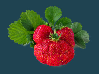 Large ripe juicy red strawberries isolated on a dark green background with green leaves.