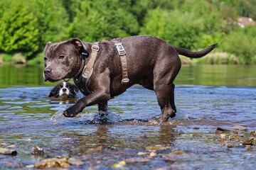 English Staffordshire Bull Terrier Walks in the Vltava River with Green Background in Summer. Blue Staffy Enjoys Cool Water during Summertime in Czech Republic with Border Collie Watching him.