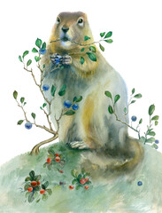 Watercolor painting gopher. Ground squirrel with berries on white background. - 358752471