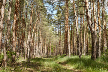 Fir and pine trees in a forest