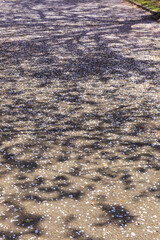 桜の花びらと木洩れ陽。