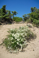 Fototapeta na wymiar Sand dunes with plant - Sabaudia - Latina Italy
