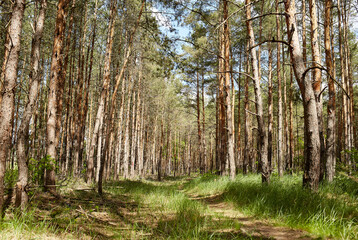 Obraz premium Fir and pine trees in a forest