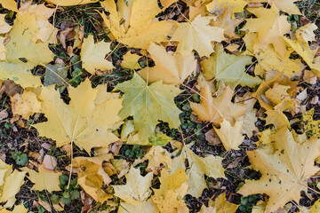 fallen maple leaves, autumn maple leaves, yellow leaves
