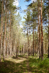 Fir and pine trees in a forest