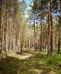 Fototapeta premium Jodły i sosny w lesie