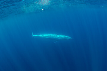 Fototapeta premium Bryde's Whale, Indian Ocean, Sri Lanka.