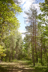 Obraz premium Mixed forest with fir, pine and broad-leaved trees