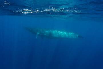 Bryde's Whale, Indian Ocean, Sri Lanka.