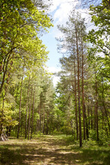 Mixed forest with fir, pine and broad-leaved trees