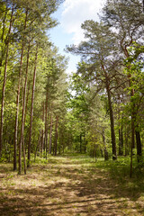 Fototapeta premium Las mieszany z jodłą, sosną i drzewami liściastymi