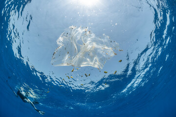 School of tropical fish using a piece of plastic waste floating in the ocean as shelter and the...