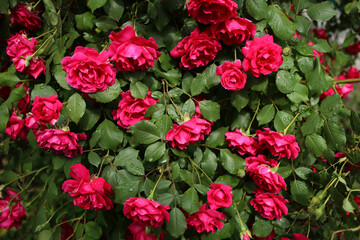 Lush flowering shrub of pink roses, with raindrops.