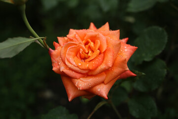 A large orange rose with sharp-edged petals after a warm summer rain in the garden.
