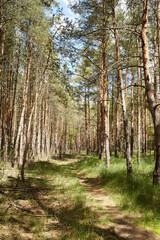 Fir and pine trees in a forest
