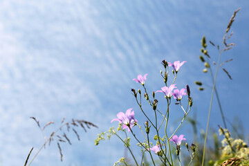 Obraz na płótnie Canvas Bellflowers on blue sky background. Wildflowers on summer meadow in sunny day