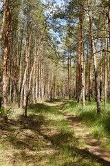 Obraz premium Fir and pine trees in a forest