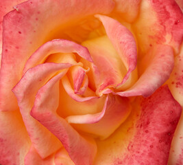 bud pink-yellow blooming rose, top view