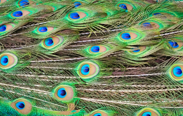 Plumas de Pavo Real