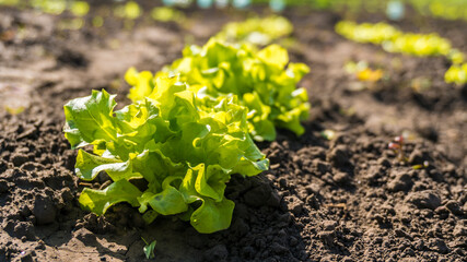 young salad grows on the ground