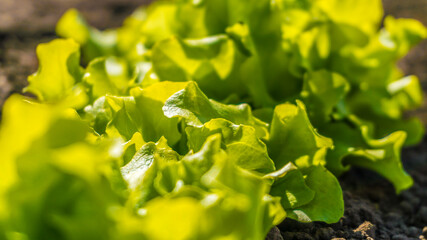 young salad grows on the ground