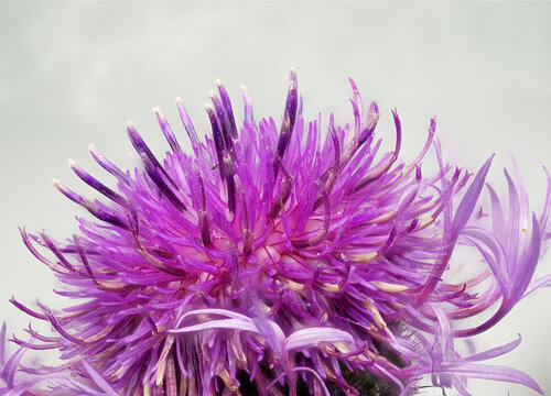 Greater Knapweed In Close Up