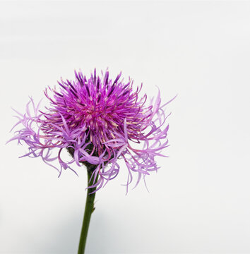 Greater Knapweed In Close Up