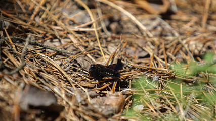 Xylocopa violacea on dry needling, summer day
