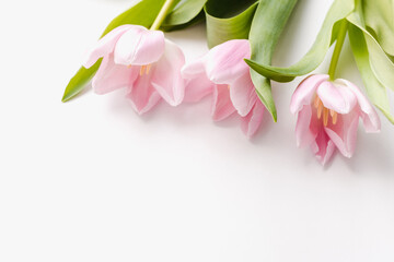 pink tulips, tulips on a white background, background with pink flowers, spring flowers, flowers for March 8