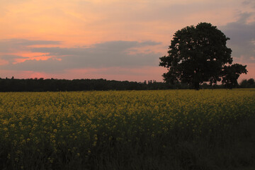 Obraz premium Rape field and tree in the setting sun