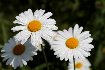 Daisy flowers with water drops on white petals, selective focus. Chamomile on summer meadow in sunny morning