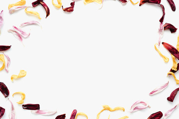 colored petals on white background, tulip petals on white background, color background