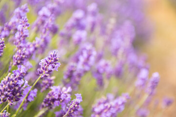 Lavender bushes closeup on sunset.. Field of Lavender, Lavender officinalis. flower field, image for natural background.Very nice view of the lavender fields.