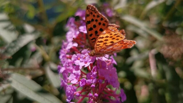 Mariposa   Issoria lathonia posada en   una flor del arbusto  Buddleja davidii de color  purpura rosa 