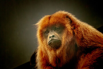 South american Howler monkey