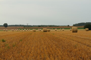 Deep view over a harvested field