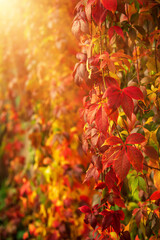 Wild grape red leaves