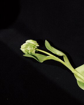 White tulip flower on black background