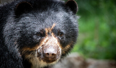 Portrait of a south american spectacled bear