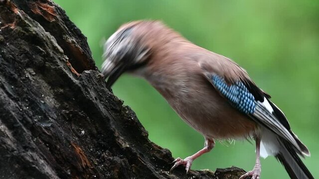 Eurasian jay (Garrulus glandarius) landing on tree stump and stealing stashed away peanuts from other bird's cache
