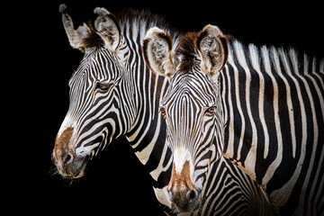 two zebra heads beautiful stripe pattern
